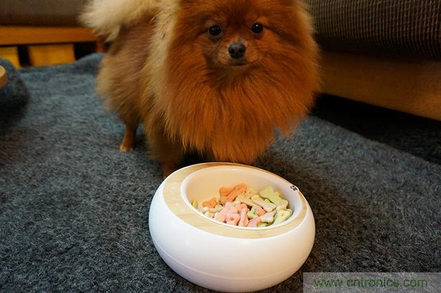 科學(xué)喂養(yǎng)從狗娃做起&mdash;&mdash;逗愛乖乖碗測(cè)試