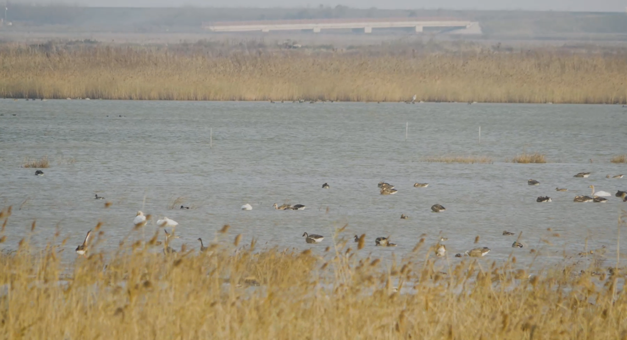 世界濕地日：?？低晹y手一個地球自然基金會，在上海守護(hù)這個重要“驛站”
