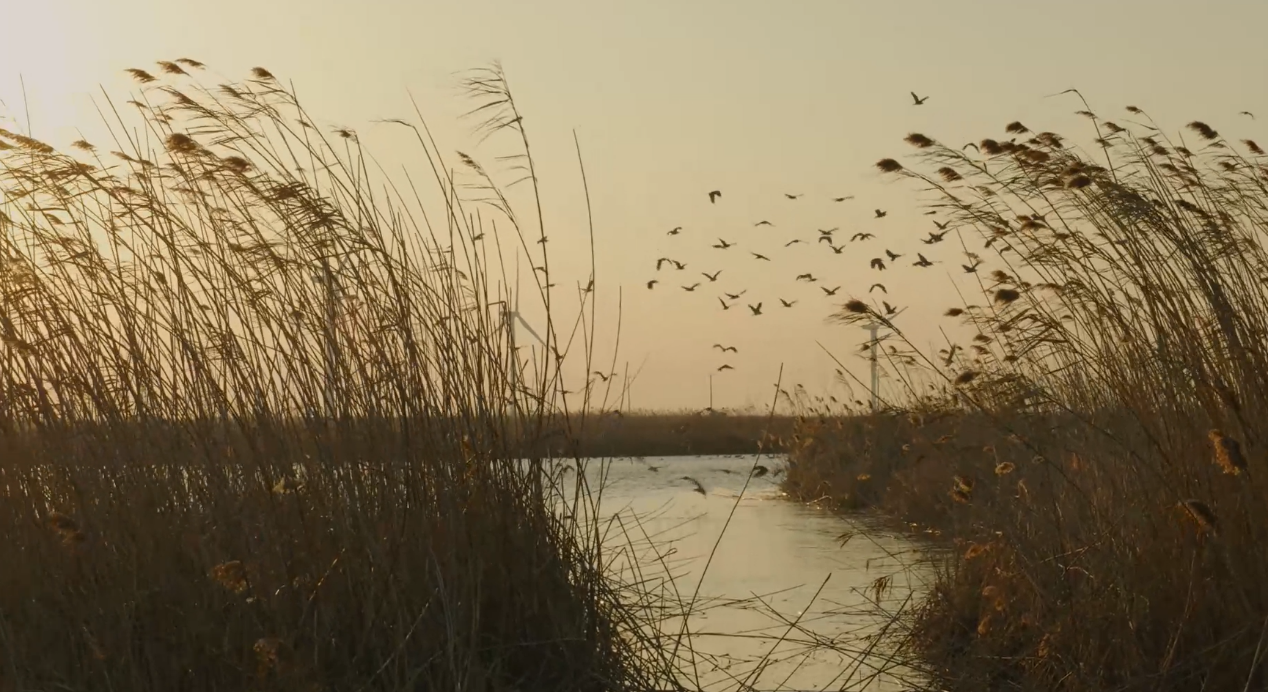 世界濕地日：?？低晹y手一個地球自然基金會，在上海守護(hù)這個重要“驛站”