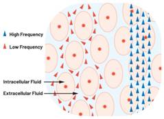  圖1.人體組織的電導(dǎo)率  因此，按照如上初步近似思路，模擬人體行為的電子電路可以建模如下：電阻Ri（細(xì)胞內(nèi)電阻）與電容（細(xì)胞膜電容）串聯(lián)，二者與另一個電阻Re（細(xì)胞外電阻）并聯(lián)，如圖2所示2。人體的阻抗范圍在1 kHz左右的低頻時為10 kΩ至1 MΩ，在1 MHz左右的高頻時為1 kΩ至100 Ω。
